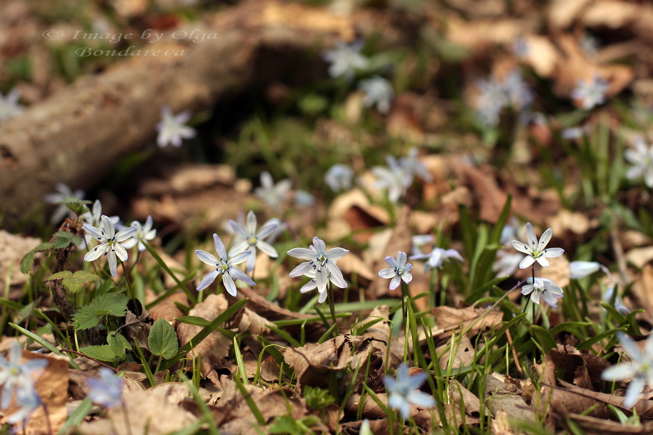 Изображение особи Scilla winogradowii.