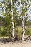 Betula subarctica. Нижние части повреждённых растений с отрастающими молодыми побегами. Карелия, восточный берег оз. Топозеро, песчаный пляж. 28.07.2021.