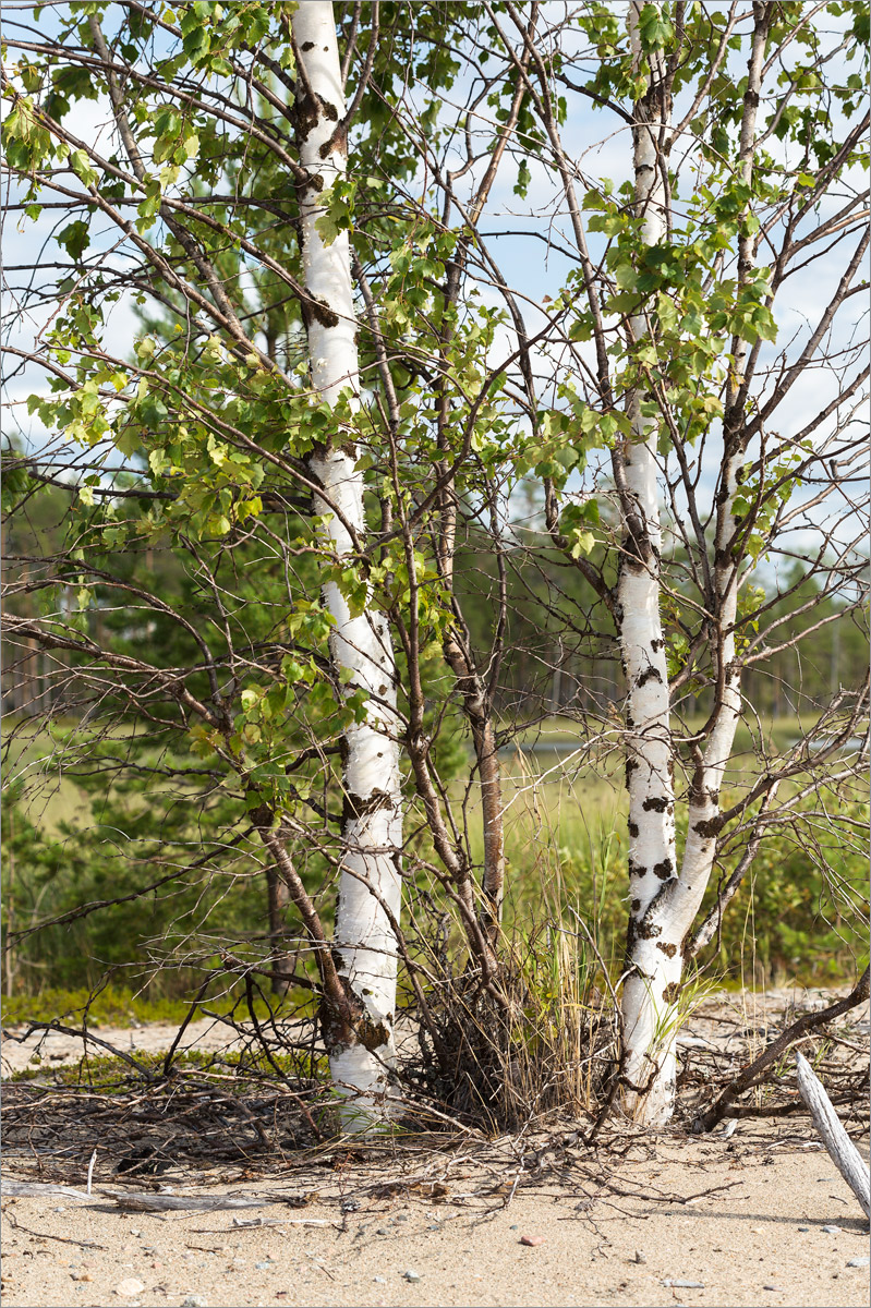 Image of Betula subarctica specimen.