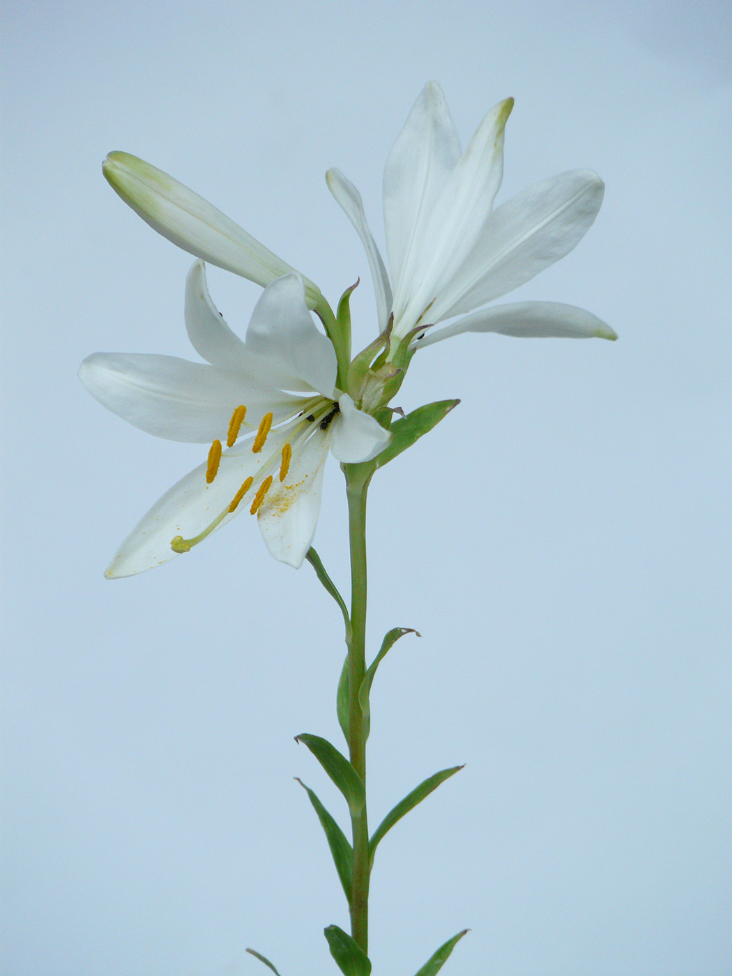 Изображение особи Lilium candidum.