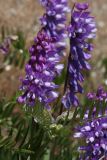 Vicia cracca. Соцветие с муравьём и верхушка побега с развивающимися соцветиями. Ленинградская обл., Ломоносовский р-н, окр. Шепелёвского маяка; п-ов Каравалдай, берег Финского залива, песчано-валунный пляж у опушки рощи ольхи (Alnus glutinosa). 13.06.2022.