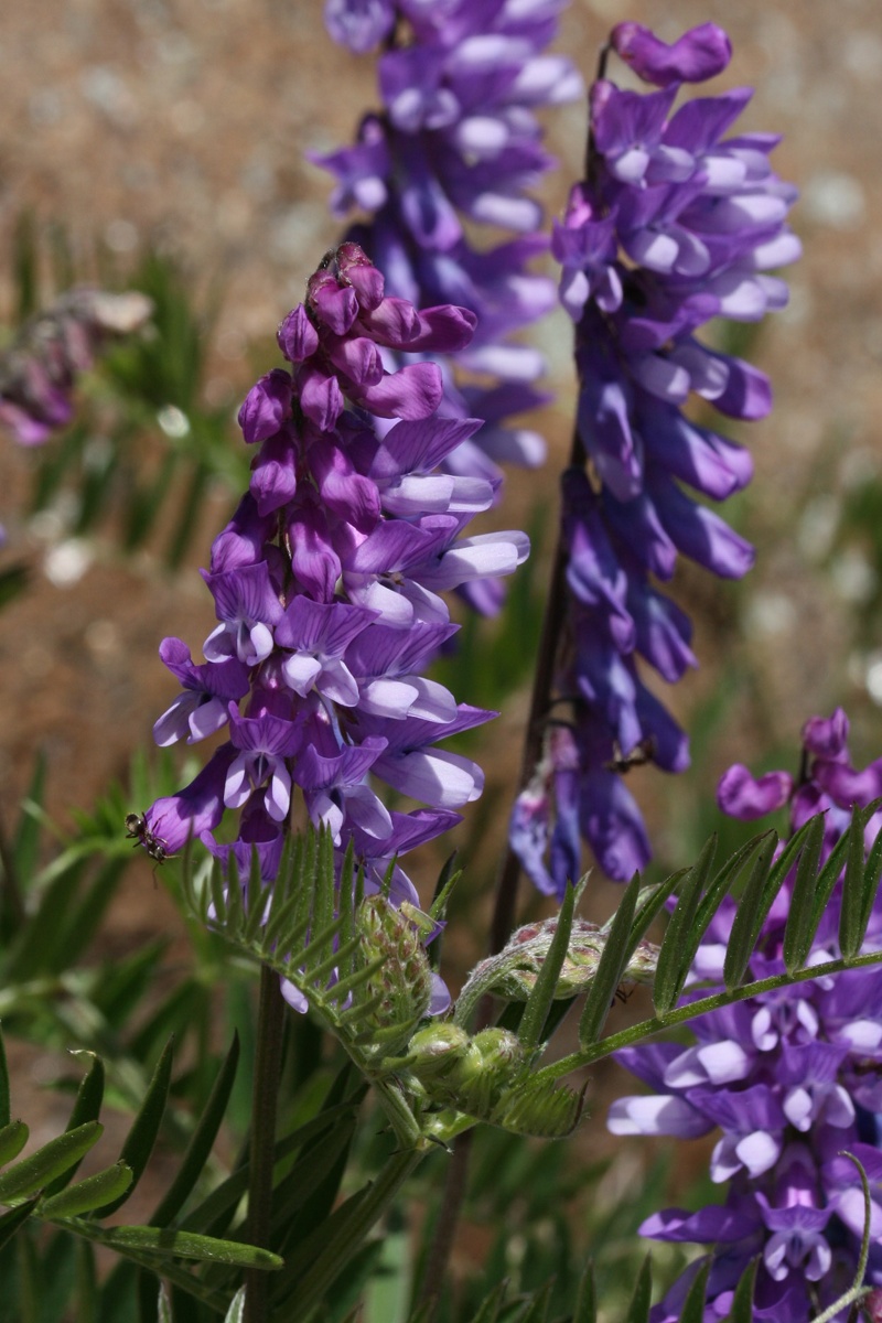 Image of Vicia cracca specimen.