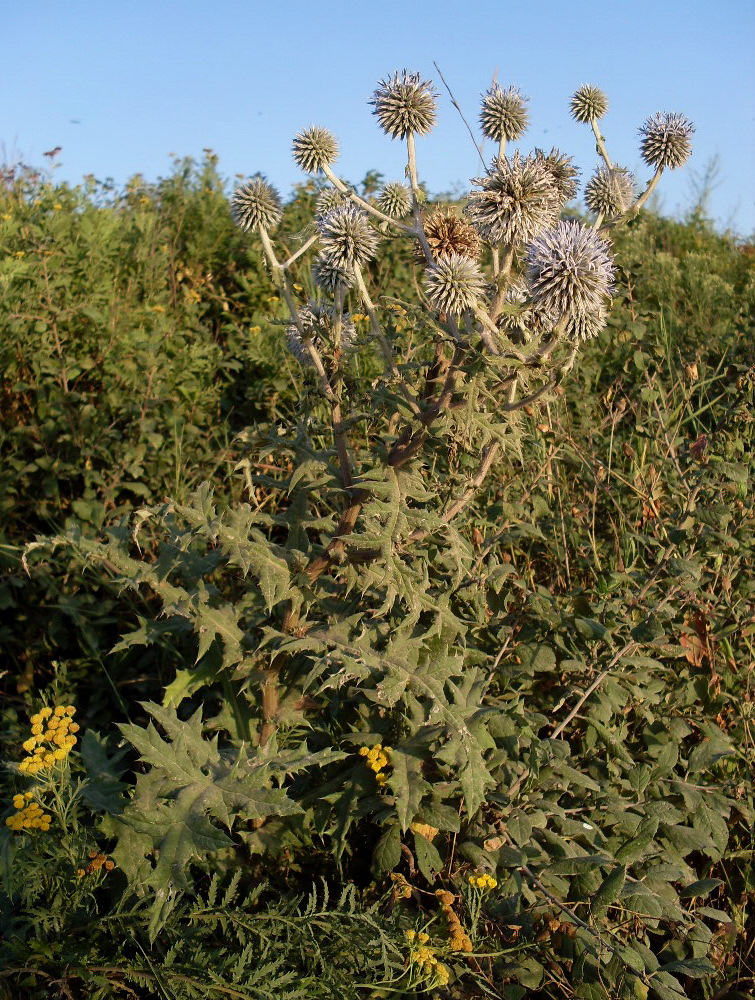 Изображение особи Echinops sphaerocephalus.