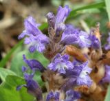 genus Phelipanche