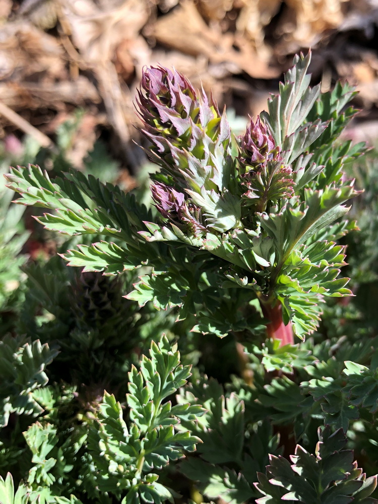 Image of Corydalis speciosa specimen.