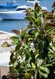 Ficus elastica. Ветви вегетирующего растения. Египет, мухафаза Александрия, г. Александрия, в культуре. 02.05.2023.