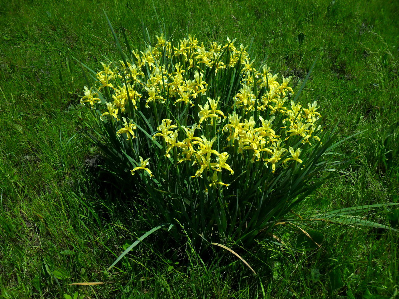 Изображение особи Iris halophila.