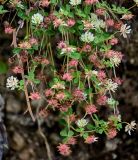 Trifolium tumens