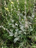 genus Verbascum