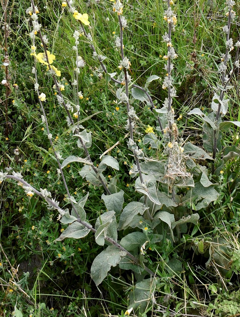 Изображение особи род Verbascum.