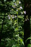 Gadellia lactiflora. Верхушка цветущего растения. Краснодарский край, Адлерский р-н, хр. Аибга, 1500 м н.у.м., дол. р. Менделиха, обочина дороги в лесу у берега. 29.07.2023.