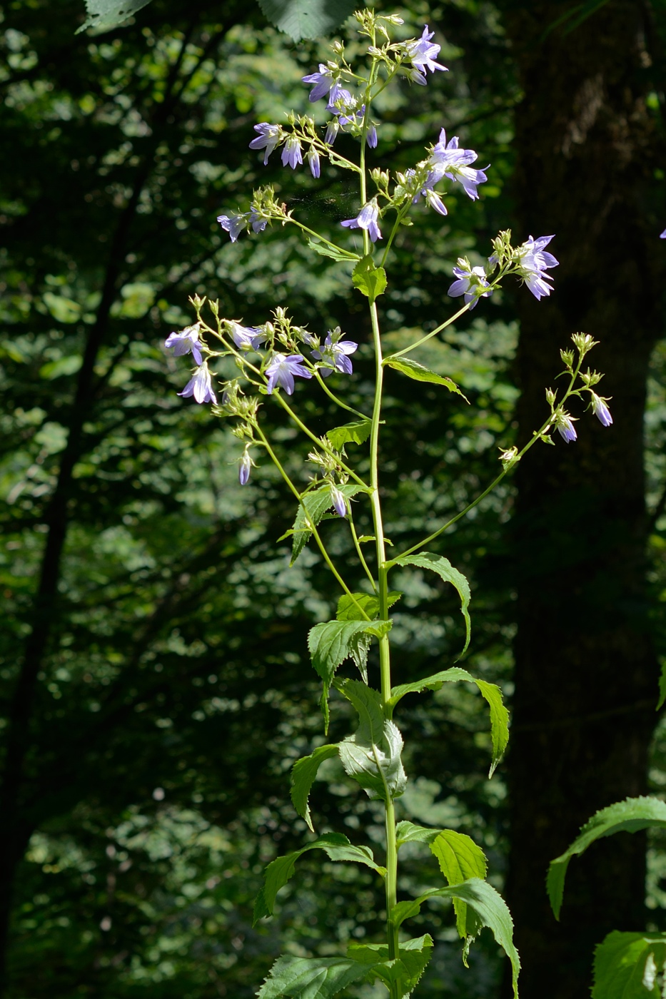 Изображение особи Gadellia lactiflora.