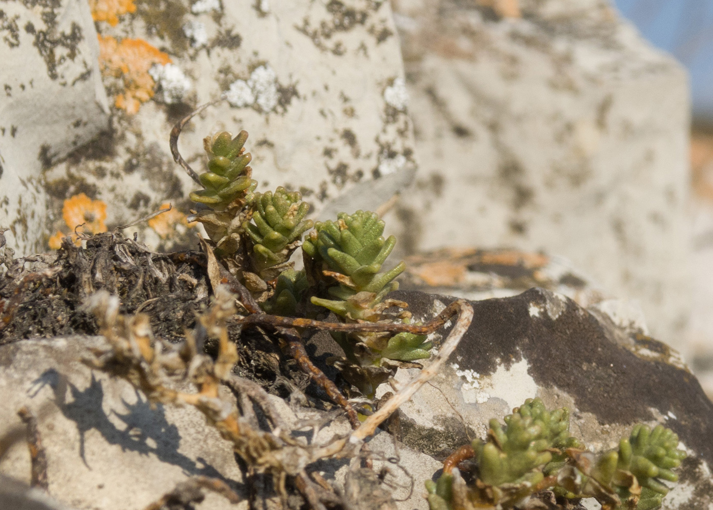 Image of Sedum acre specimen.