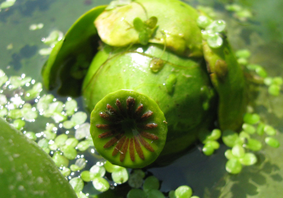 Image of Nuphar lutea specimen.