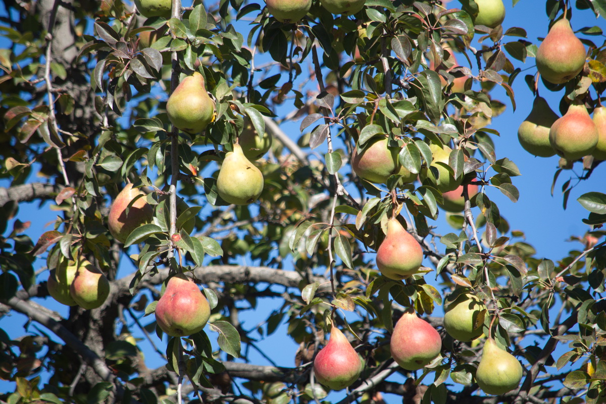 Image of Pyrus communis specimen.