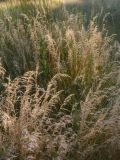 familia Poaceae