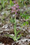 Anacamptis subspecies schirwanica