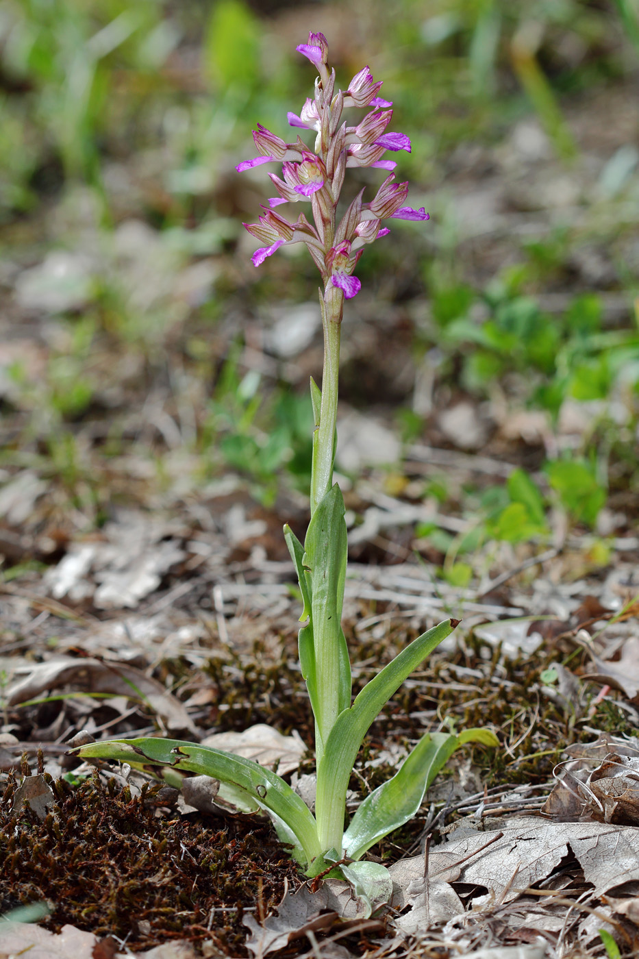 Image of Anacamptis papilionacea ssp. schirwanica specimen.