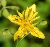 genus Lapsana