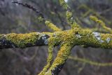 Xanthoria parietina