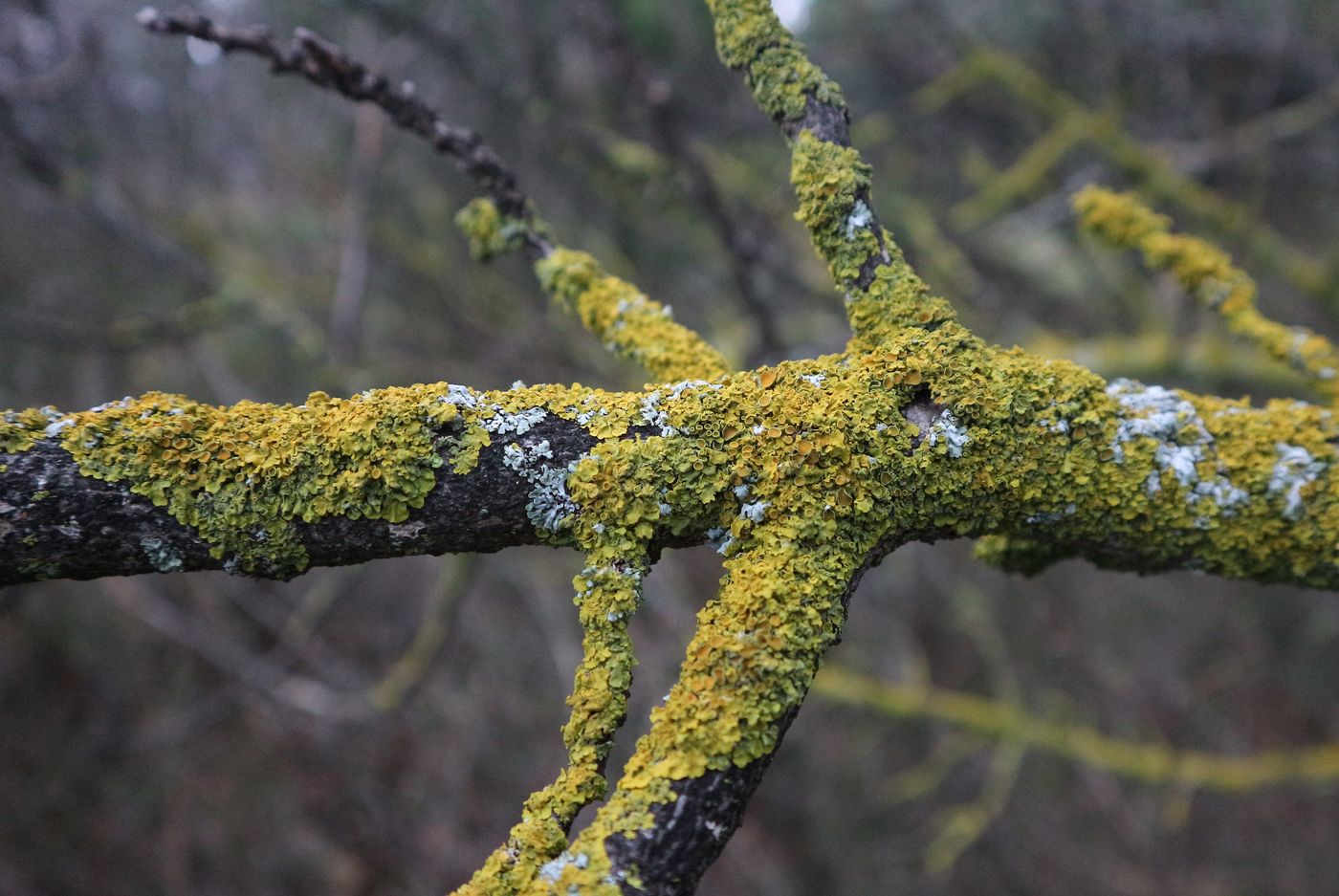 Image of Xanthoria parietina specimen.