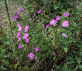 Dianthus versicolor