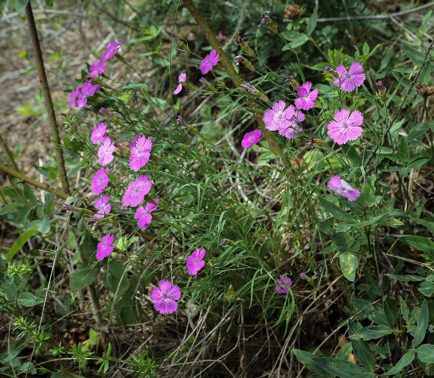 Изображение особи Dianthus versicolor.