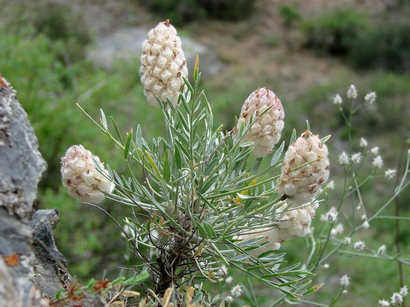 Image of Astragalus pulcher specimen.