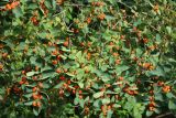 Lonicera tatarica. Плодоносящие ветви. Великий Новгород, Кремль, двор у Фёдоровской башни, декоративные посадки. 23.07.2023.