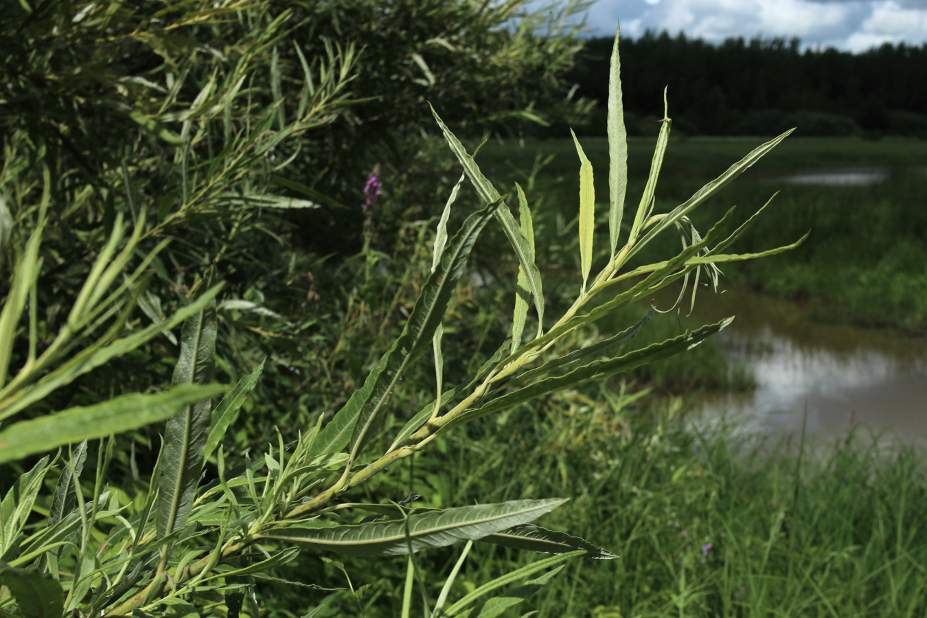 Image of Salix viminalis specimen.