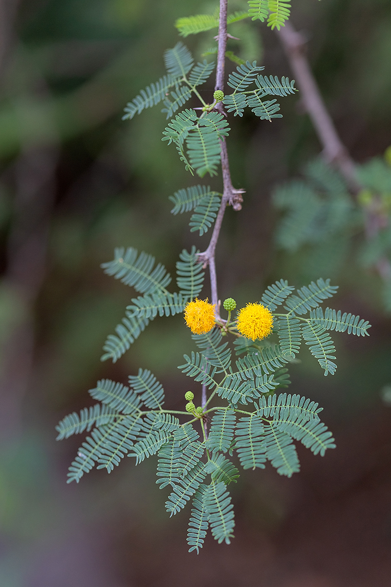 Image of genus Vachellia specimen.
