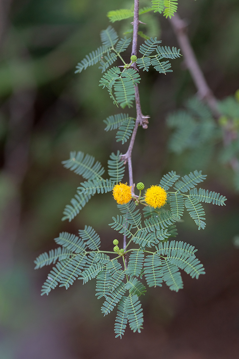 Изображение особи род Vachellia.