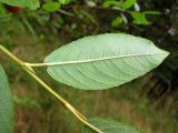 Salix myrsinifolia. Часть побега (лист с адаксиальной стороны). Томск, окр. пос. Сосновый Бор, опушка берёзово-соснового леса. 03.09.2011.