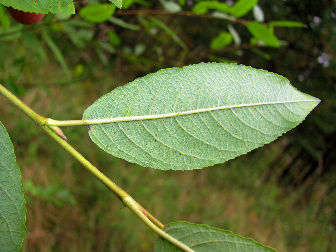 Image of Salix myrsinifolia specimen.
