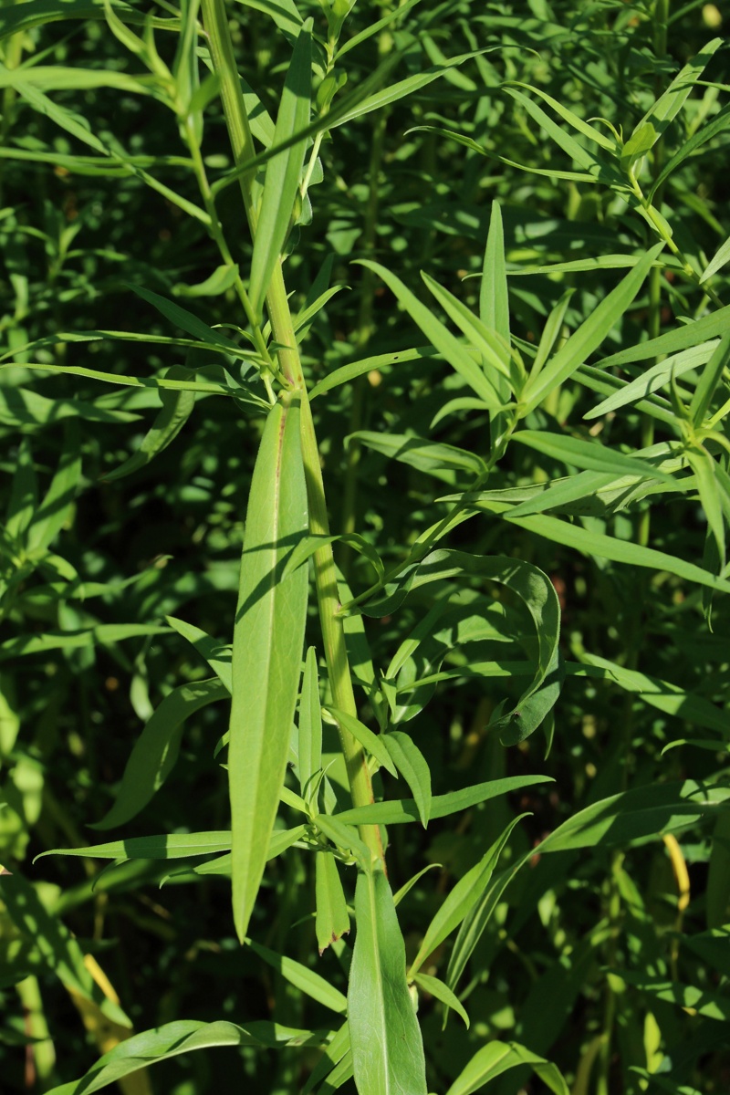 Image of Symphyotrichum lanceolatum specimen.