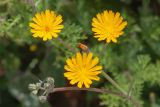 Crepis aculeata