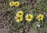 Arctotheca calendula. Верхушки побегов с распустившимися и отцветшими соцветиями. Испания, Каталония, пров. Жирона, комарка Альт-Эмпорда, муниципалитет Сан-Педро-Пескадор, устье р. Флувиа, переходный участок от пляжа к отводному каналу реки. 07.04.2024.