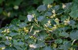 Tilia cordata