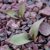 Hyacinthella glabrescens