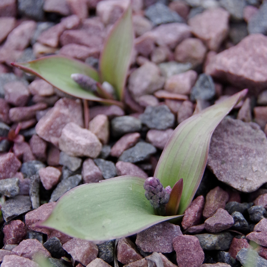 Image of Hyacinthella glabrescens specimen.