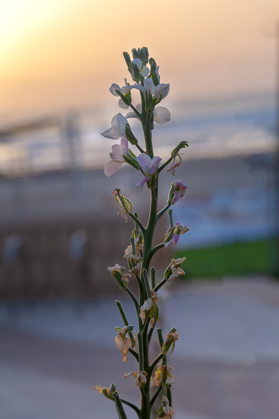 Изображение особи Matthiola incana.