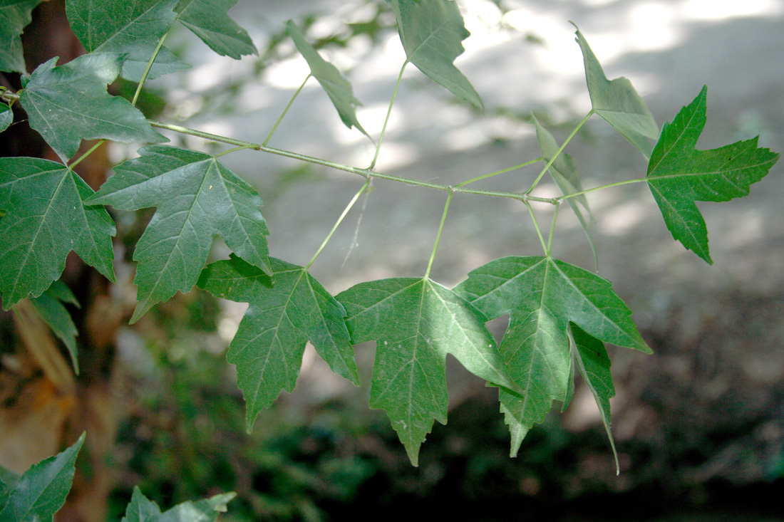 Image of Acer franchetii specimen.