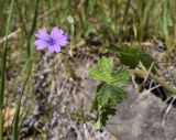 Geranium molle. Цветок, бутоны и лист. Испания, Каталония, пров. Жирона, комарка Ла Гарроча, муниципалитет Сан-Фелиу-де-Пальеролс, 1050 м н.у.м., опушка буково-берёзового леса, разнотравное сообщество на уступе скалы. 19.04.2024.