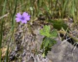 Geranium molle. Цветок, бутоны и лист. Испания, автономное сообщество Каталония, провинция Жирона, комарка Ла Гарроча, муниципалитет Сан-Фелиу-де-Пальеролс, 1050 м н.у.м., опушка буково-берёзового леса, разнотравное сообщество на уступе скалы. 19.04.2024.