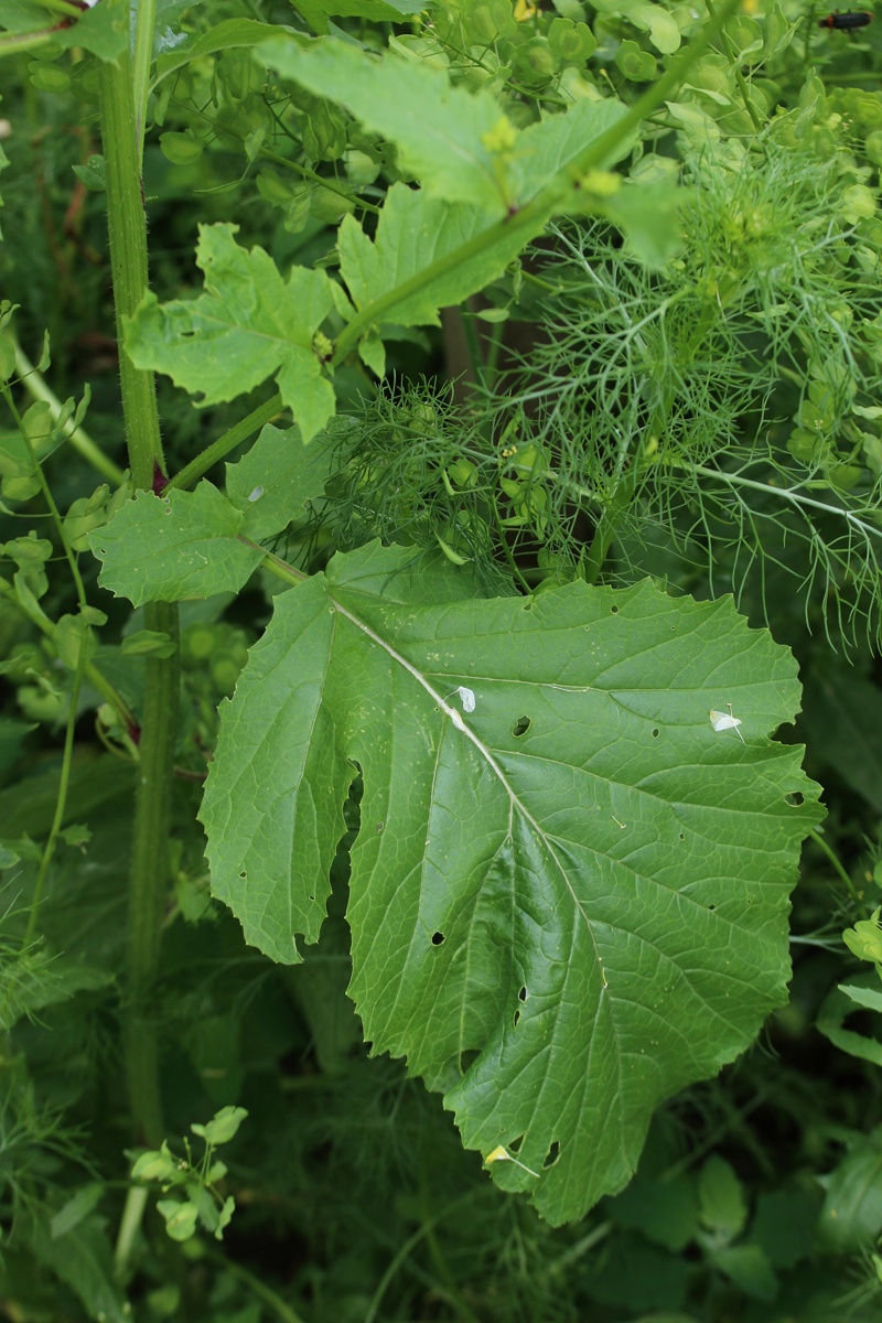 Изображение особи Brassica juncea.