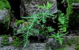 Aleuritopteris argentea
