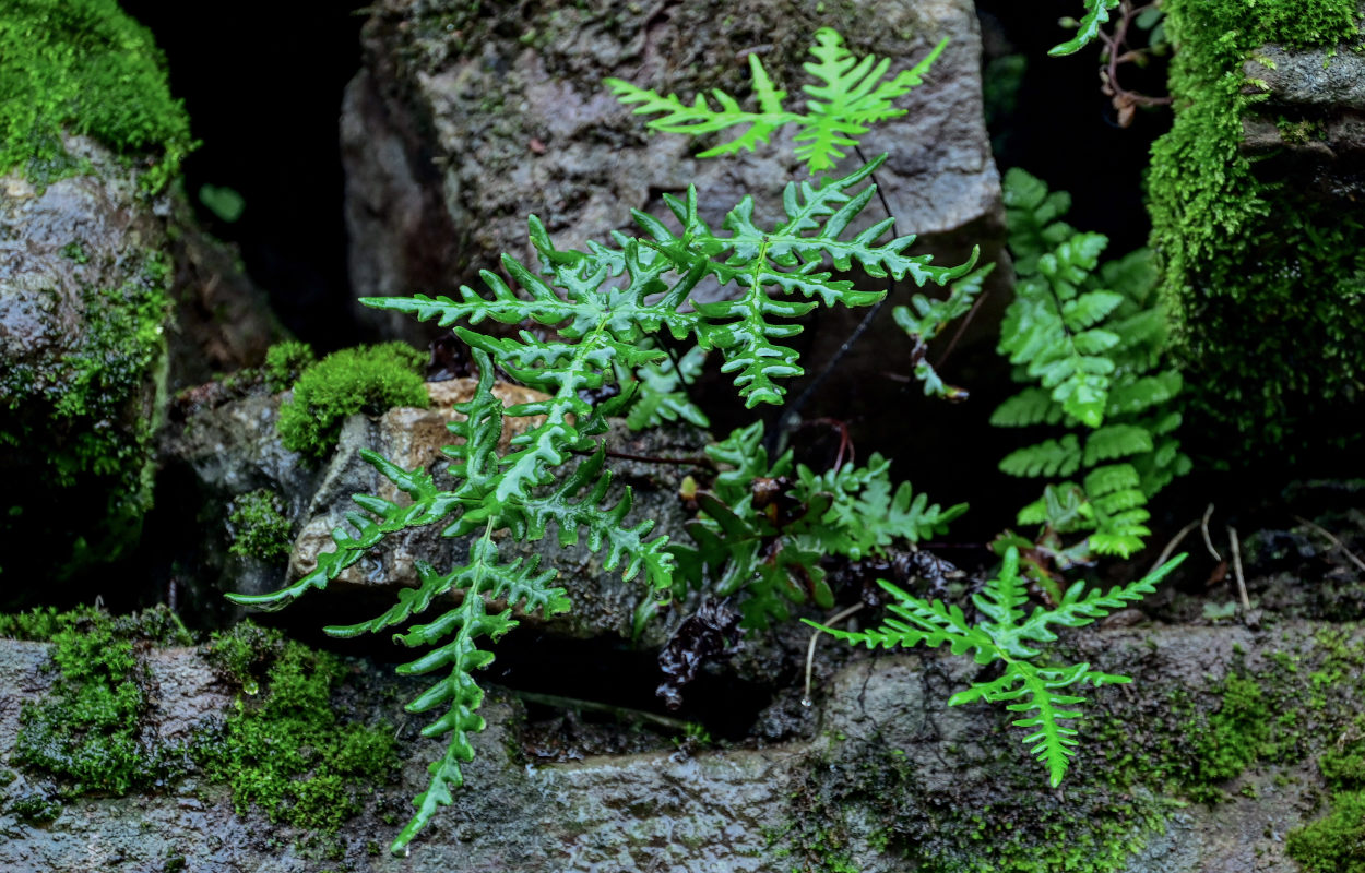 Изображение особи Aleuritopteris argentea.