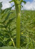 Cephalaria gigantea