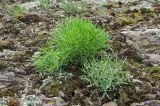 familia Caryophyllaceae. Вегетирующие растения с частично сломанными верхушками побегов. Башкортостан, Хайбуллинский р-н, Абишевский сельсовет, окр. с. Большеарслангулово, дол. р. Сакмара, каменистый склон прибрежного скальника. 30 апреля 2024 г.