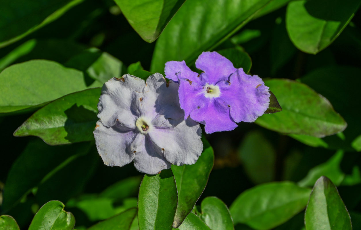 Изображение особи Brunfelsia pauciflora.